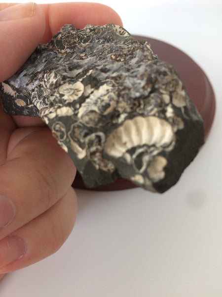Marston Magna Marble with Promicroceras Ammonites Fossil