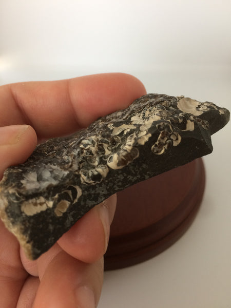 Marston Magna Marble with Promicroceras Ammonites Fossil