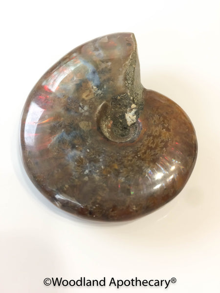  Ammonite | Woodland Apothecary®