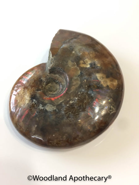  Ammonite | Woodland Apothecary®