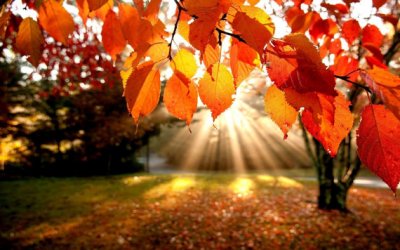 Enchanted Autumn Harvest Pillar Candle | Woodland Apothecary®